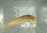 neonwrasse