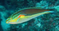 orange-axle-wrasse