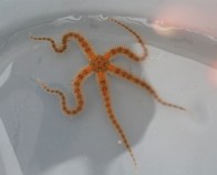 orange-seastar