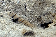 orange-spotted-goby