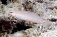 orangecrosshatchgoby