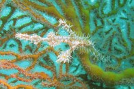 ornate-pipefish