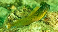 oystergoby