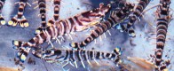 penaeusjaponicus