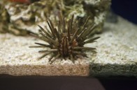 pencil-sea-urchin-rdy