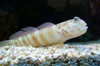 pink-shrimp-goby