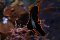 pinnatus-batfish