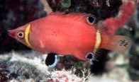 possum-wrasse