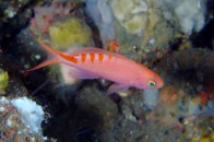 pseudanthias-tiger-queen-anthias