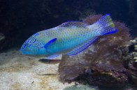 pudding-wife-wrasse