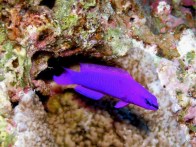 purple-dottyback