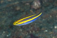 purplereef-fish