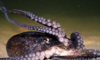 pygmy-octopus