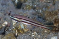 railwayglidergoby