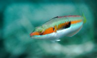 rainbow-wrasse