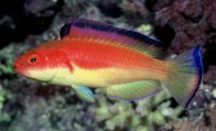 red-hooded-fairy-wrasse