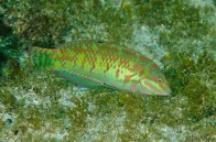 red-line-wrasse