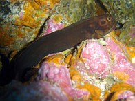 red-lip-blenny