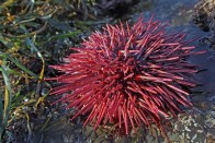 red-sea-urchin1