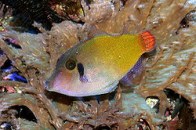 red-tail-filefish