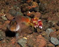 red-white-goby-shrimp
