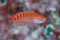 redsaddledanthias