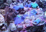 rsz_blue_mushroom_anemone