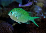 rsz_chromis