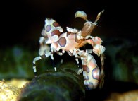 rsz_harlequin_shrimp