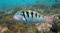 rsz_harwiki-wrasse2