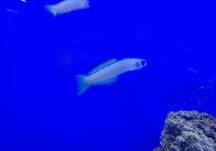 rsz_new_fish_zebra-dart-fish8