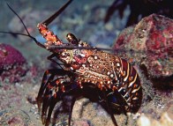 rsz_spiny-carribean-lobster