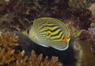 rsz_spotbandbutterflyfish