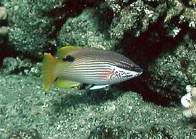 saddleback-hogfish