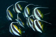 schoolingbannerfish