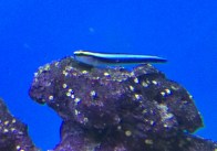 sharknose-goby