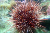 shortspineurchin