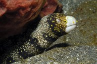 shutterstock-snowflake-eel