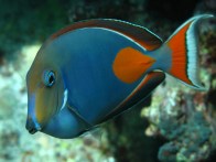 shutterstock_achilles-tang