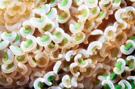 shutterstock_anchor-hammer-coral