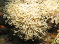 shutterstock_anemone-coral