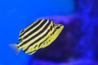 shutterstock_ausi-butterflyfish