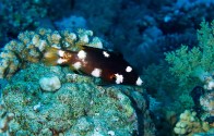 shutterstock_axilspot-hogfish,-juvenile,-(bodianus-axillaris)