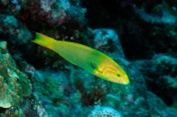 shutterstock_banana-wrasse