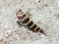 shutterstock_banded-goby5