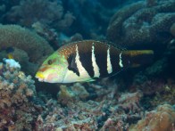 shutterstock_barred-saddle-wrasse