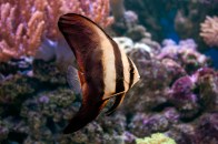 shutterstock_batfish