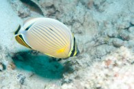 shutterstock_black-backed-butterflyfish-(chaetodon-melannotus)