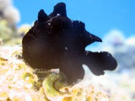 shutterstock_black-frogfish