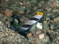 shutterstock_black-ray-goby7